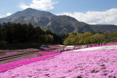 Saitama Japonya - 28 Nisan 2017: Pembe moss (Shibazakura, Phlox subulata) çiçek Saitama Prefecture, Kanto alan, Japonya Hitsujiyama Park'ta. Ünlü turistik için burası.