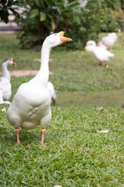 Yeşil çim zemin üzerine beyaz kaz yürüyüş