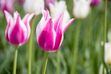 Mor ve beyaz renkli çiçek açan Lale Çiçek Bahçe arka planda
