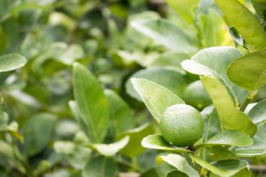 Yaprak arkaplanlı yeşil kireç rengi