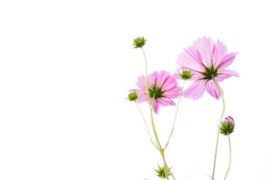 Güzel pembe renk cosmos çiçek beyaz gökyüzü arka plan üzerinde