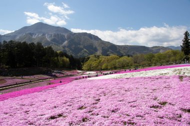 Saitama Japonya - 28 Nisan 2017: Pembe moss (Shibazakura, Phlox subulata) çiçek Saitama Prefecture, Kanto alan, Japonya Hitsujiyama Park'ta. Ünlü turistik için burası.