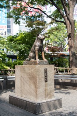 Tokyo, Japonya - 29 Nisan 2017: Hachiko köpek heykeli önünde Shibuya istasyonu, Tokyo. Bu Simgesel Yapı ve toruist cazibe için ünlü varış noktası değil.