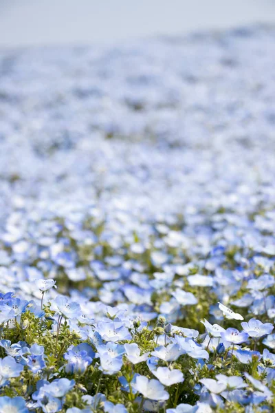 Nemophila Olhos Azuis Bebê Crescem Como Fundo Tapete — Fotografia de Stock