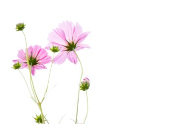 Güzel pembe renk cosmos çiçek beyaz gökyüzü arka plan üzerinde