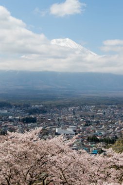 Ön plan mavi gökyüzü arka plan üzerinde beyaz bulut ve sakura çiçeği ile Japonya'nın landmark ünlü gibidir Fuji Dağı