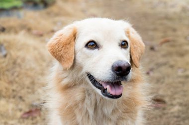 Kahverengi renk melez köpek sahibi için bekliyor