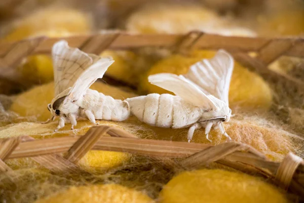 Geschlossen Von Gruppe Gelber Kokon Von Seidenraupe Und Schmetterling Brüten — Stockfoto