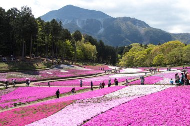 Saitama Japonya - 28 Nisan 2017: Pembe moss (Shibazakura, Phlox subulata) çiçek Saitama Prefecture, Kanto alan, Japonya Hitsujiyama Park'ta. Ünlü turistik için burası.