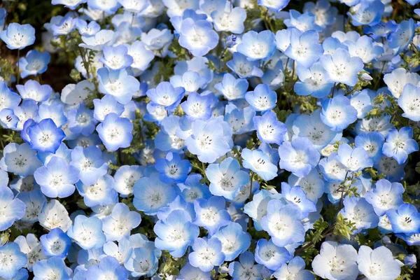 Fechado Nemophila Baby Blue Eyes Fundo Flor — Fotografia de Stock