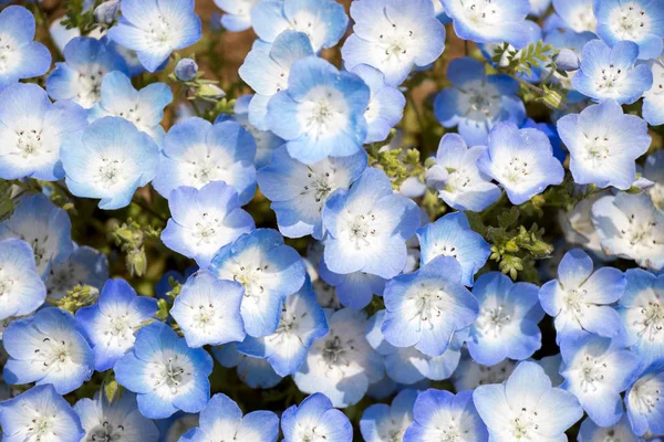 Fechado Nemophila Baby Blue Eyes Fundo Flor — Fotografia de Stock