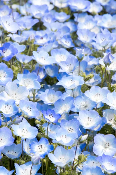 Uzavřeno Pozadí Květu Nemophila Baby Blue Eyes — Stock fotografie