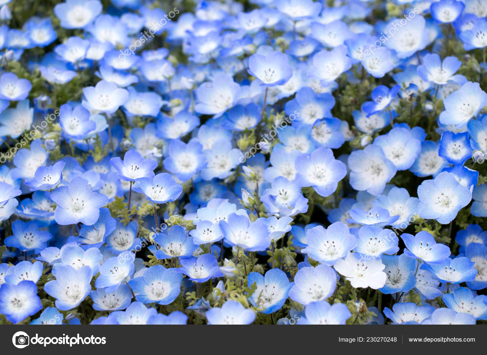 Closed Nemophila Baby Blue Eyes Flower Background Stock Photo Image By C Thaneeh Gmail Com