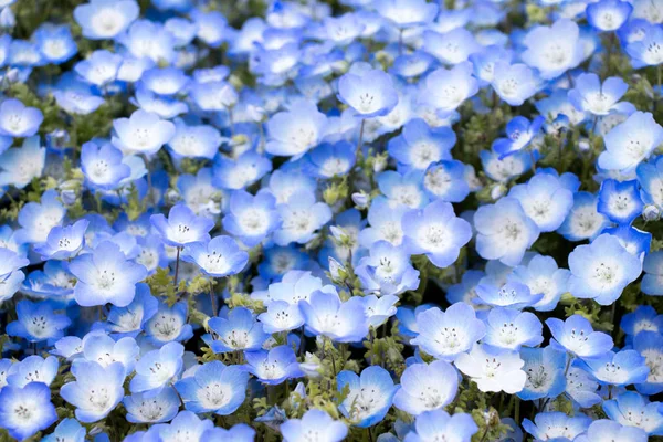 Fechado Nemophila Baby Blue Eyes Fundo Flor — Fotografia de Stock