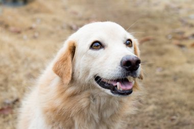 Kahverengi renk melez köpek sahibi için bekliyor