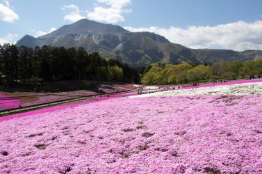 Saitama Japonya - 28 Nisan 2017: Pembe moss (Shibazakura, Phlox subulata) çiçek Saitama Prefecture, Kanto alan, Japonya Hitsujiyama Park'ta. Ünlü turistik için burası.