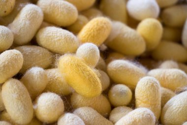 Grup sarı koza ipek solucan arka plan kapandı