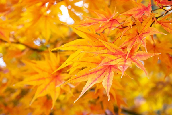 Yellow and red color of falling leaf with blurred background