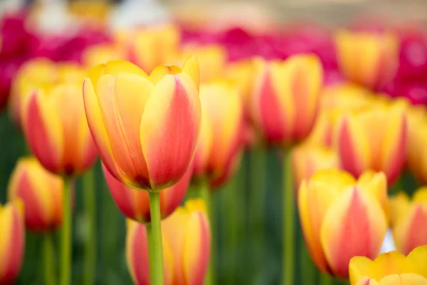 Multi color of blooming tulip flower on garden background