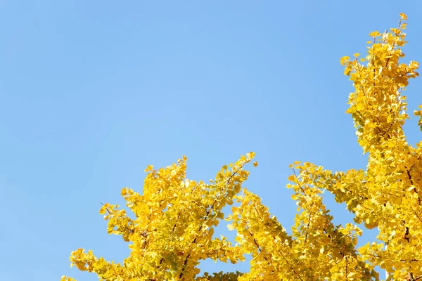 Color Amarillo Hoja Del Árbol Ginkgo Sobre Fondo Azul Claro — Foto de Stock