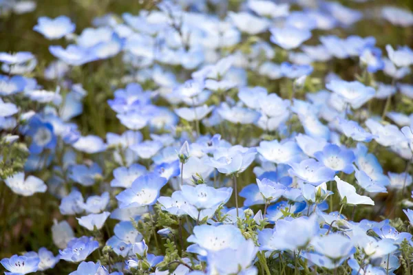 Nemophila (bebek mavi gözler) çiçek arka planını kapandı