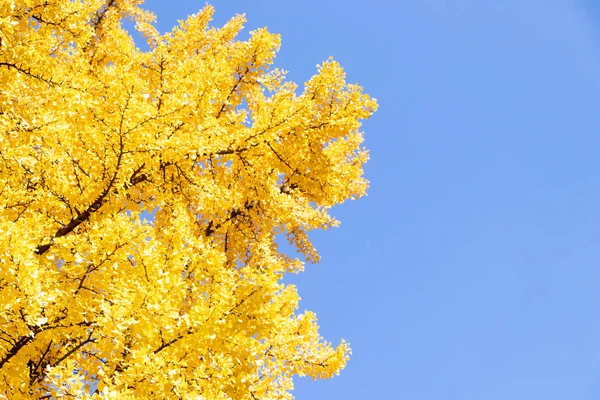 Color amarillo de la hoja del árbol de Ginkgo sobre fondo azul claro del cielo — Foto de Stock