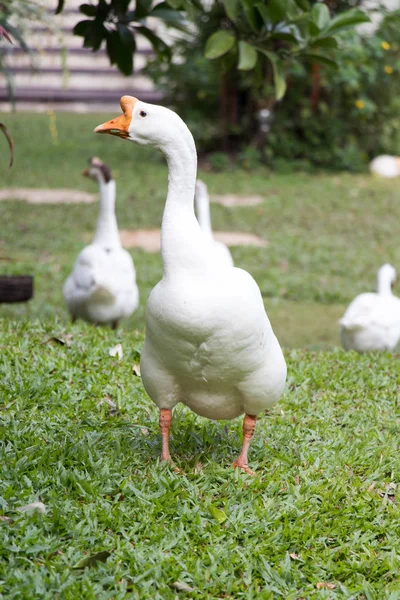 Білий гусак ходить на фоні зеленої трави — стокове фото