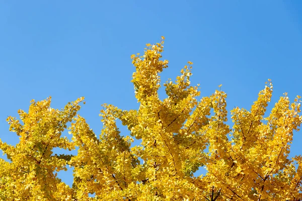 Color amarillo de la hoja del árbol de Ginkgo sobre fondo azul claro del cielo — Foto de Stock