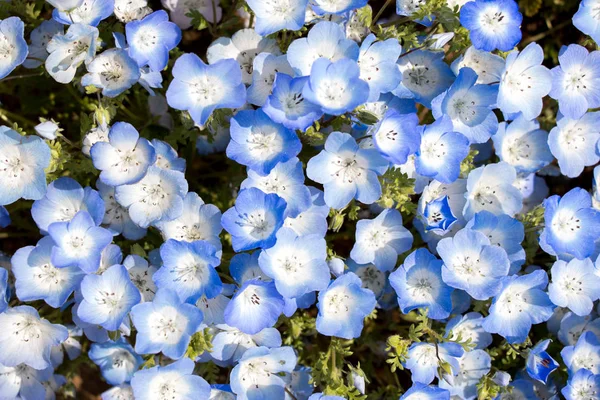 Closed up of Nemophila (Baby blue eyes) flower background — Stock Photo, Image