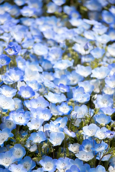 Uzavřeno z pozadí květu Nemophila (Baby blue eyes) — Stock fotografie