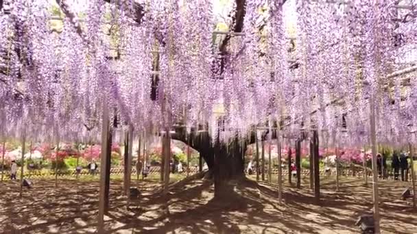 Tochigi, Japan-29 april 2019: ongeïdentificeerde mensen sightseeing Purple Great blauweregen bloem boom in Ashikaga-bloemenpark — Stockvideo