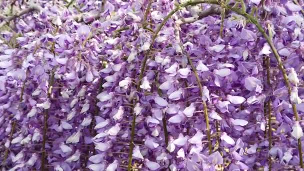Ditutup dari latar belakang bunga wisteria ungu — Stok Video