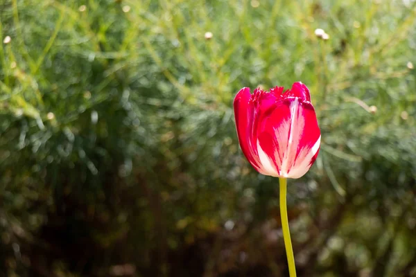 Red color blooming tulip flower on garden background