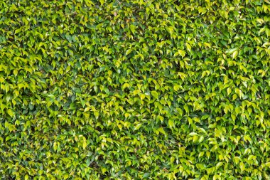 Kapalı yeşil çimen desenli arka plan