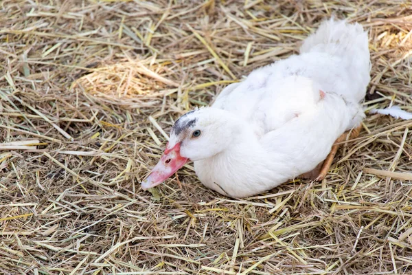 Ligga Ner Vit Anka Halm Bakgrund — Stockfoto