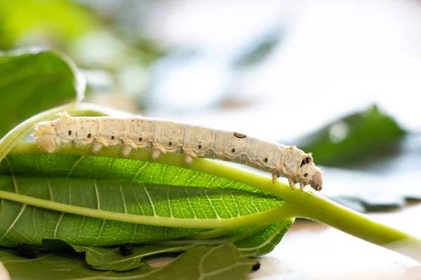 Geschlossen Von Seidenraupe Auf Maulbeerblatt Hintergrund — Stockfoto