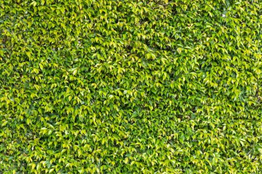 Kapalı yeşil çimen desenli arka plan