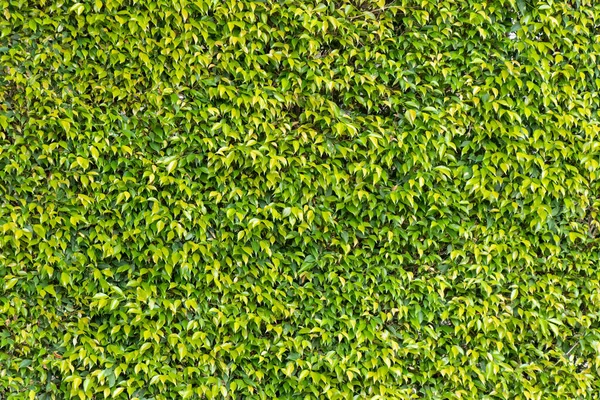 Kapalı yeşil çimen desenli arka plan