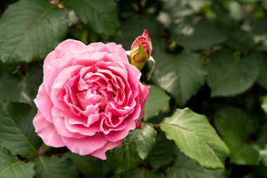 Bahçedeki yeşil yapraklı pembe gül