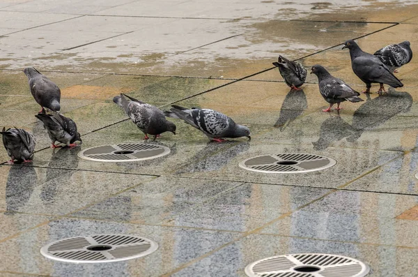 Pigeons Drink Water Idle Urban Fountain — Stock Photo, Image