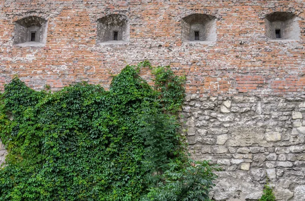 Stenen Muur Van Een Oud Fort Met Wilde Druiven — Stockfoto