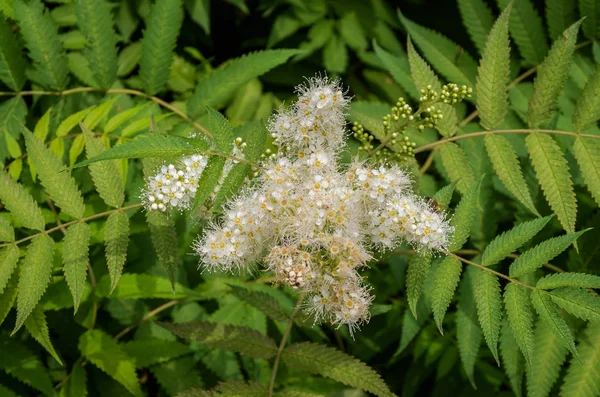 Цветущее Растение Белыми Цветами Зелеными Листьями — стоковое фото