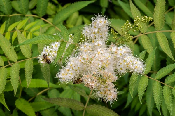 Pszczoła Zbiera Nektar Biały Kwiat — Zdjęcie stockowe