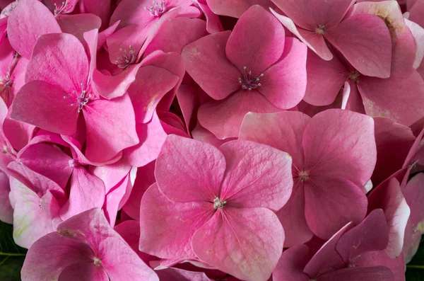 Buket pembe ortanca çiçek