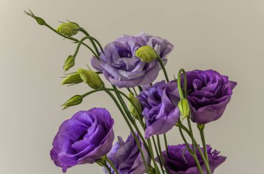 Hafif bir arka plan üzerinde mavi bir gül çiçek