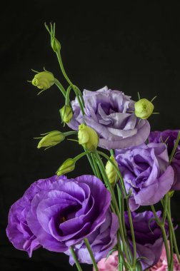 Siyah bir zemin üzerine mavi bir gül çiçek