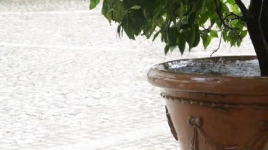 Tencere bitkiler üzerinde yağmur damlaları düşmek