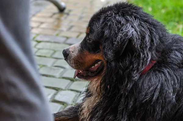 Cane Berner Sennenhund Bagnato Dalla Pioggia Durante Una Passeggiata Strada — Foto Stock