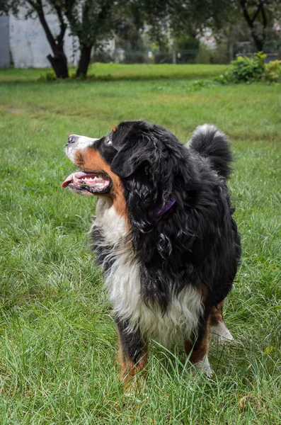 Seekor Anjing Dari Berner Sennenhund Berkembang Biak Selama Berjalan Jalan — Stok Foto