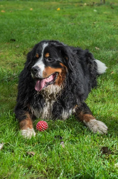 Anjing Berner Sennenhund Basah Oleh Hujan Selama Berjalan Jalan — Stok Foto